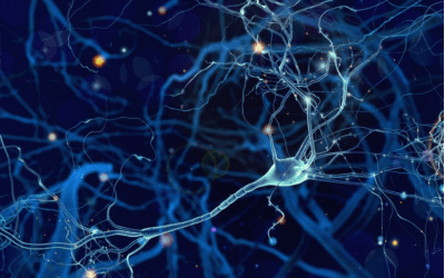 Neuroni u mozgu mogu da otkriju i reaguju na promene nivoa šećera, otkrili naučnici